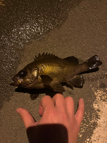 メバルの釣果