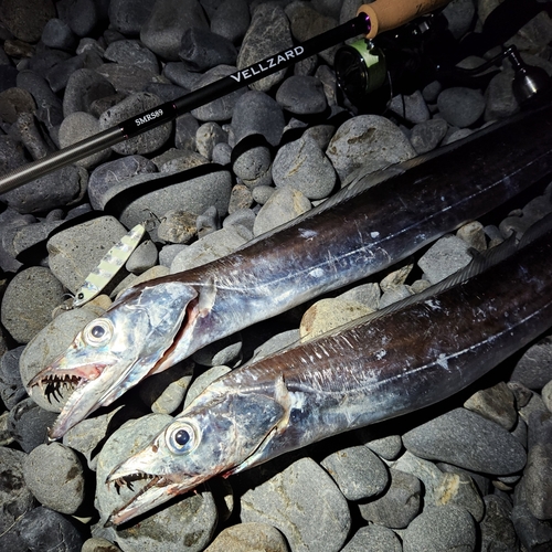 タチウオの釣果