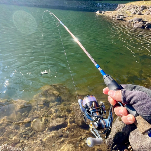 ニジマスの釣果