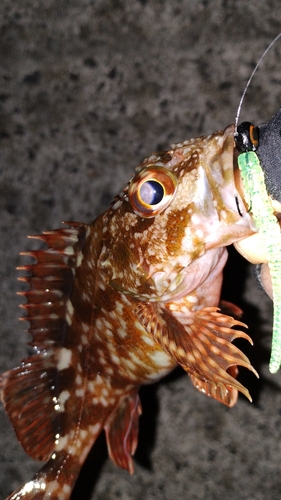 カサゴの釣果