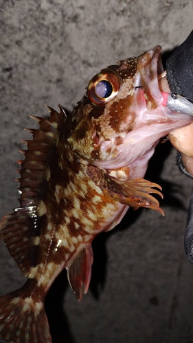 カサゴの釣果