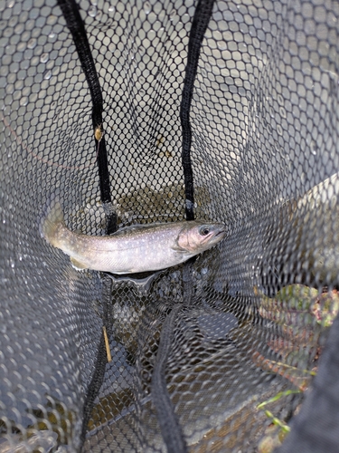 イワナの釣果