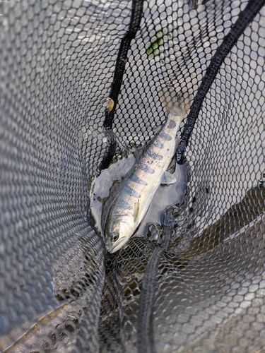 アマゴの釣果