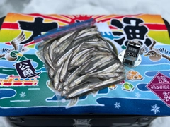 ワカサギの釣果