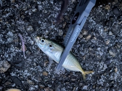 マルアジの釣果