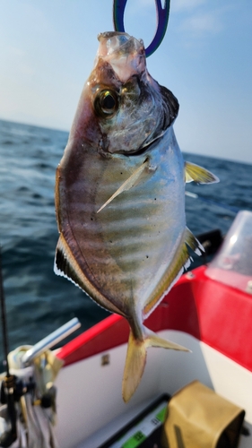 カイワリの釣果