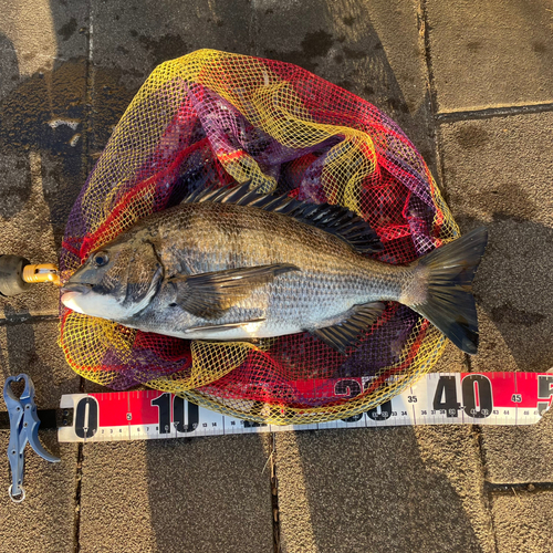 クロダイの釣果