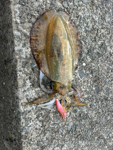 アオリイカの釣果