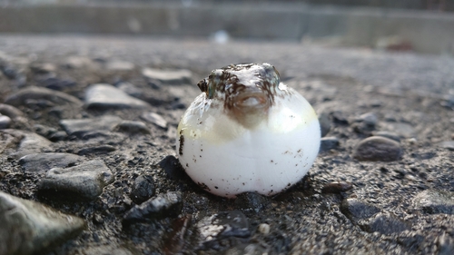 クサフグの釣果