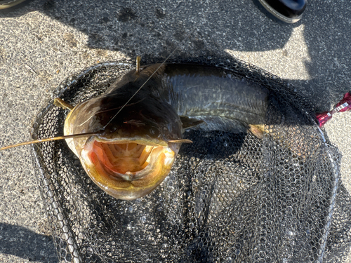 ナマズの釣果