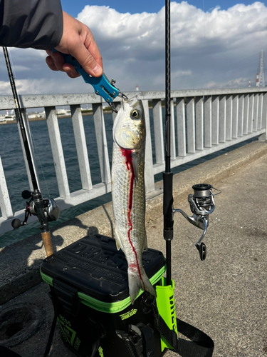 碧南海釣り公園