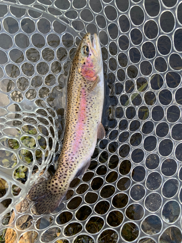 ニジマスの釣果