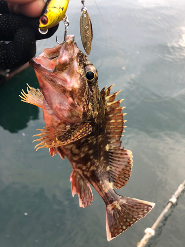 カサゴの釣果