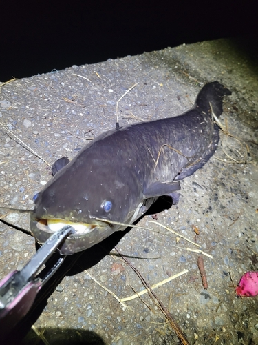 ナマズの釣果