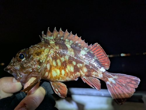 カサゴの釣果