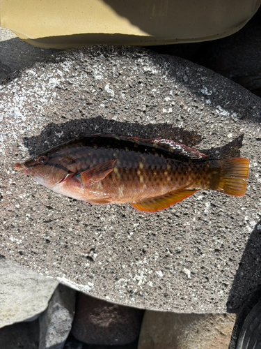 アカササノハベラの釣果