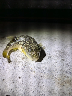 クサフグの釣果