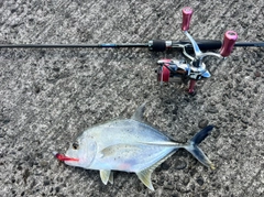 メッキの釣果