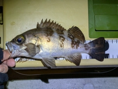 メバルの釣果