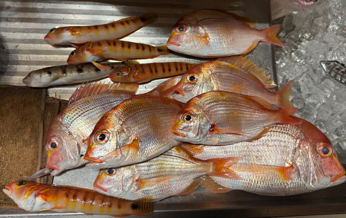 レンコダイの釣果