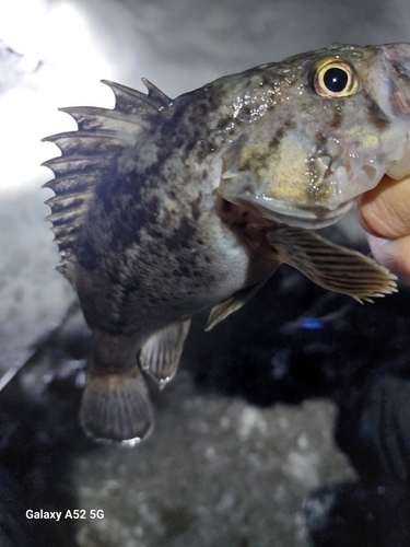 クロソイの釣果