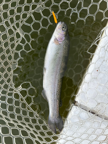 ニジマスの釣果