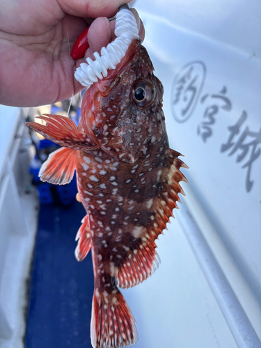 カサゴの釣果