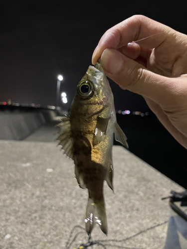 メバルの釣果