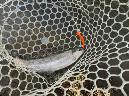 トラウトの釣果