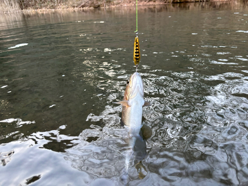 トラウトの釣果