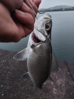 セイゴ（ヒラスズキ）の釣果