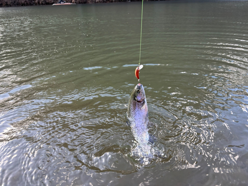 トラウトの釣果