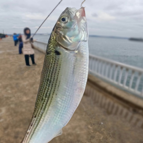 碧南海釣り公園