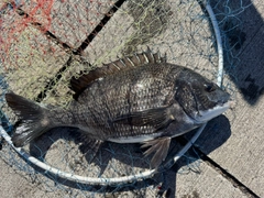 クロダイの釣果