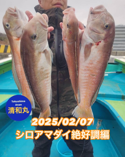 シロアマダイの釣果