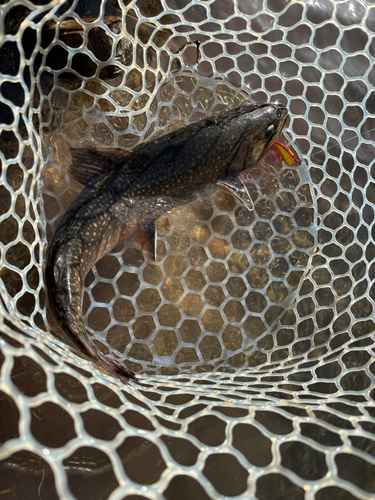 ブラウントラウトの釣果