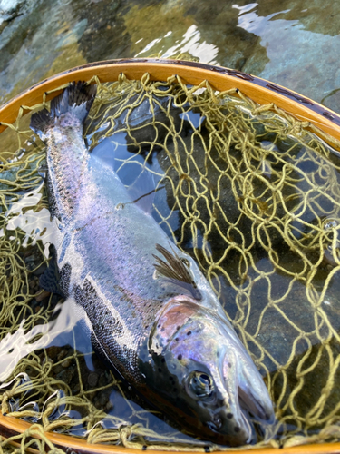 ニジマスの釣果