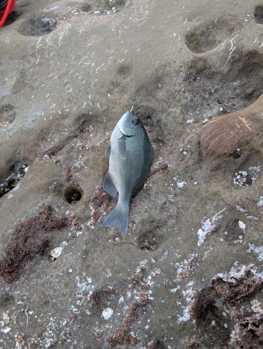 メジナの釣果