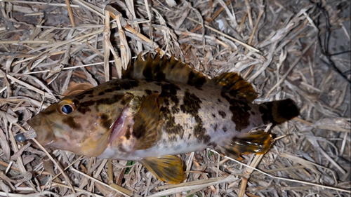 タケノコメバルの釣果