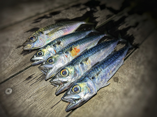 サバの釣果