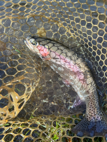 ニジマスの釣果