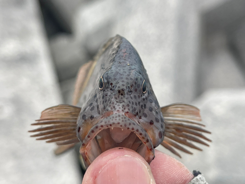 ホシゴンベの釣果