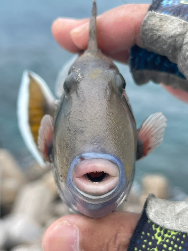 ツマジロモンガラの釣果