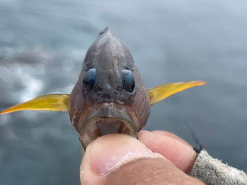 メギスの釣果