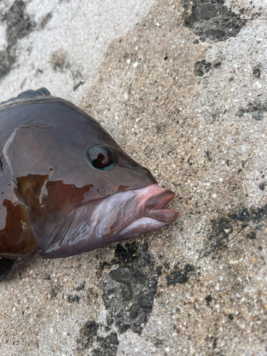 ギチベラの釣果