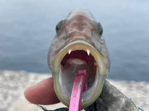 ホホスジモチノウオの釣果