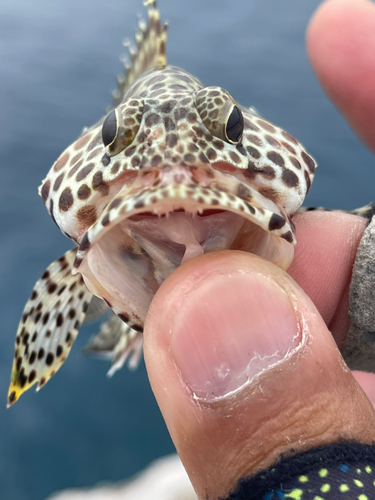 カンモンハタの釣果