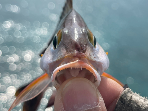 ヒメフエダイの釣果