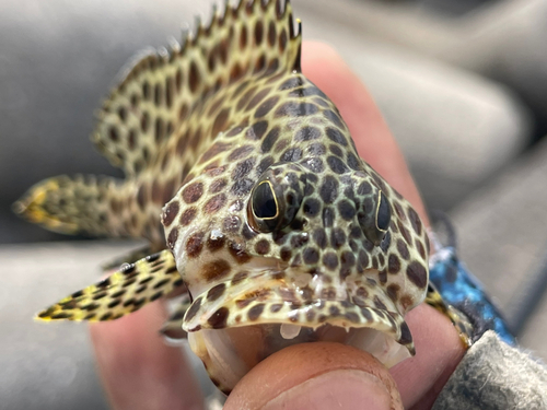 カンモンハタの釣果