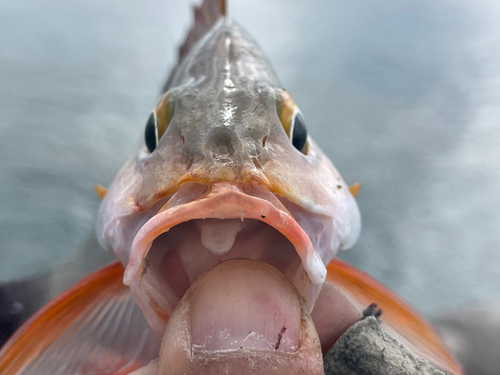 ヒメフエダイの釣果